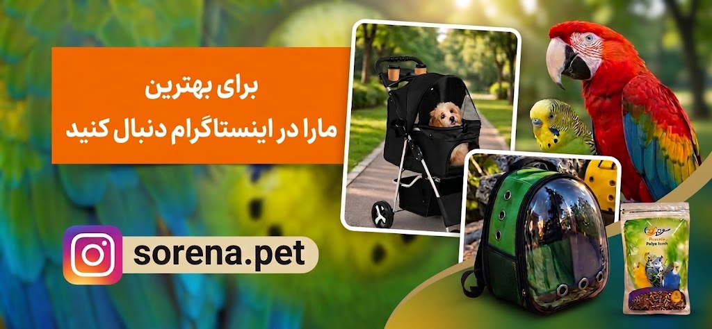 اینستاگرام
